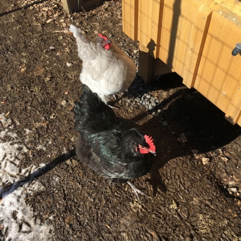 Maya and Zora.