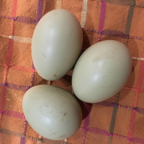 Little Pearl, our Lakeshore Egger born in May has begun to lay! October 9.