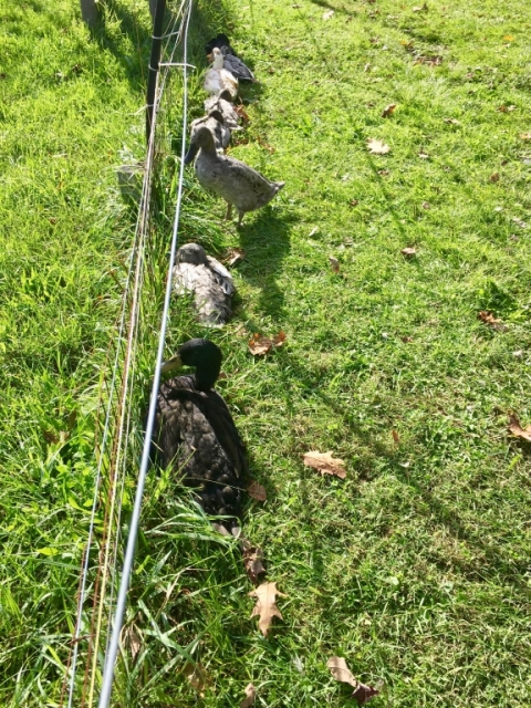 We've discovered that ducks tend to get themselves in a row quite routinely.