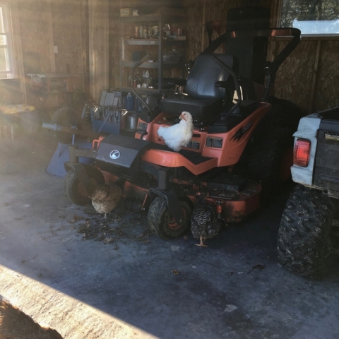Clio, Rose and Jake enjoying the mower.