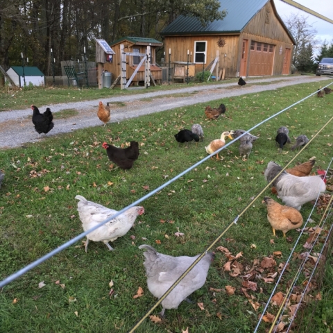 Honey, remind me how we ended up with so many birds...
