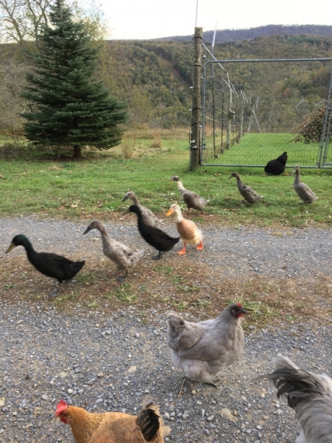 Runner ducks on parade. (They almost always are!)