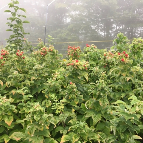 Raspberry patch. September 10.