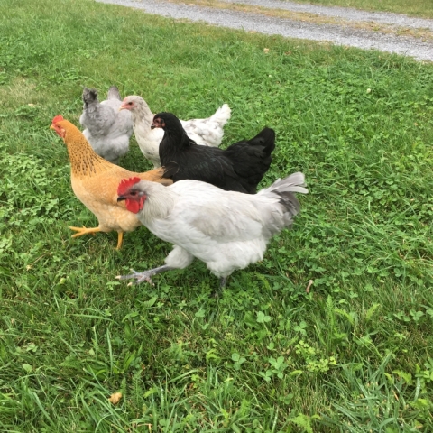 Big Al and the girls on the move!