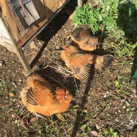 Sunbathing beauties. September 18.