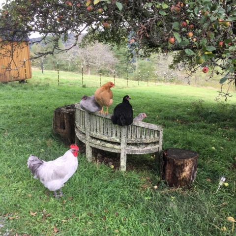 Look at Big Al now! Hanging out with Maya, Pearl, Maya and Toni.