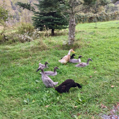The new ducklings and the Fab Four are becoming a flock.