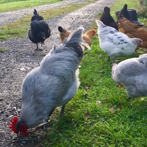 Big Al is becoming quite the rooster. September 26.