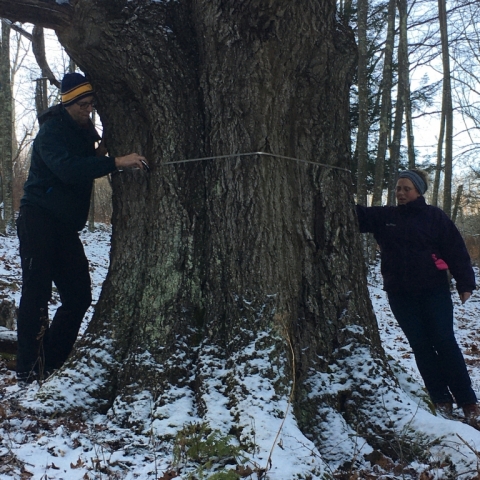 December 15. Measuring Hagrid, our favorite Black Oak.
