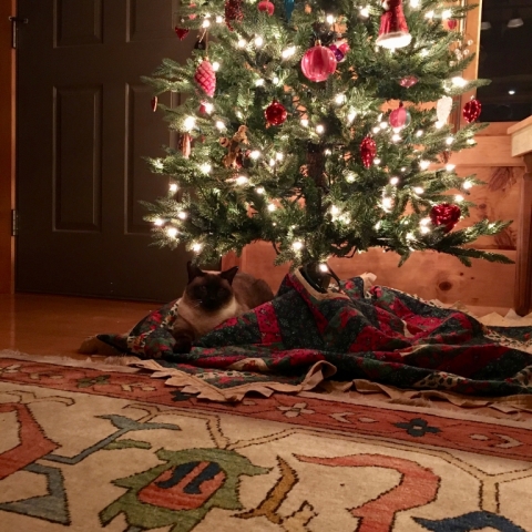 Princess Leia under the tree!