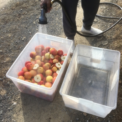 December 26. Cider-making with the last of the stored apples.