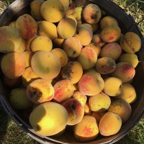 Final harvest of peaches.