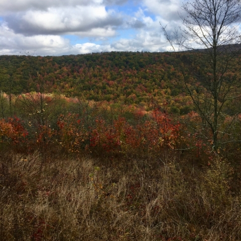 Color is popping in the mountains.