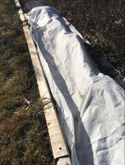 Covering lavender and rosemary plants with agribon.