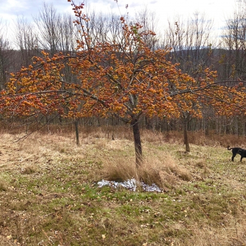 November 9. Crab apples.
