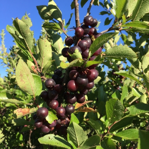 Beach plums.