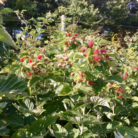 Raspberries just keep coming.