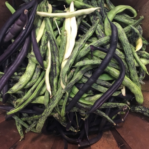 More pole beans!
