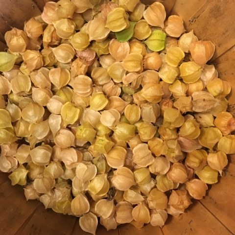 Ground cherries.