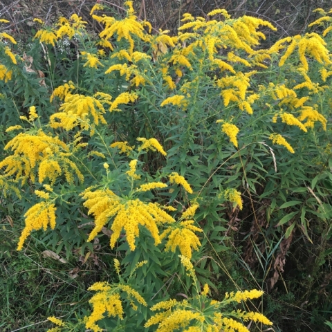 Goldenrod.