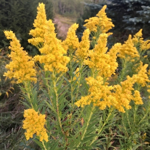 Goldenrod.