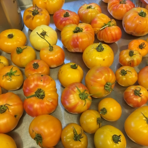 What a year for tomatoes!