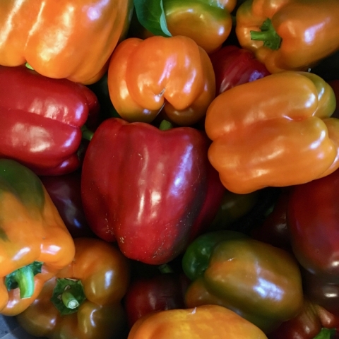So many sweet peppers!