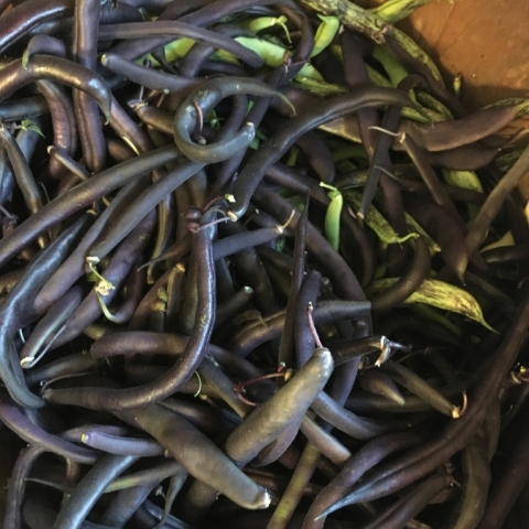 The beans keep coming!