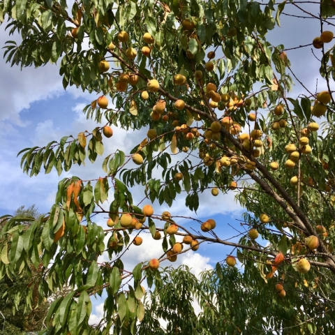 Peaches!