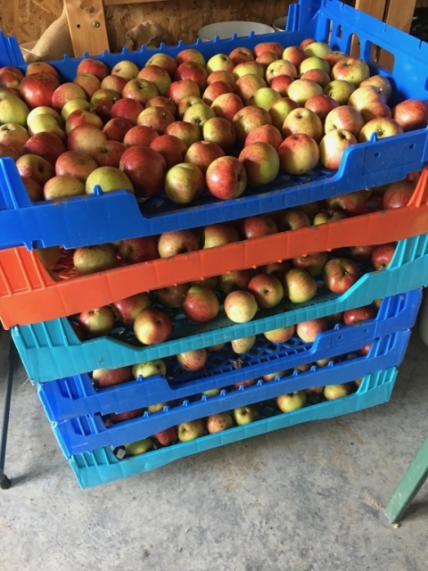 Waiting for the cider press.