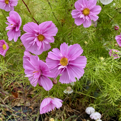 Cosmos.