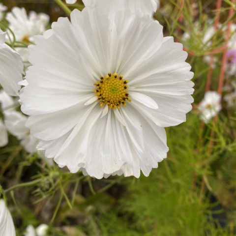 Cosmos.