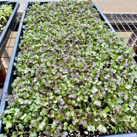 Microgreens.