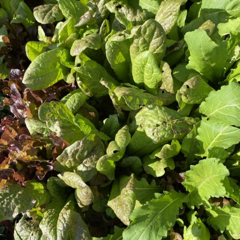 Lettuce October 27.