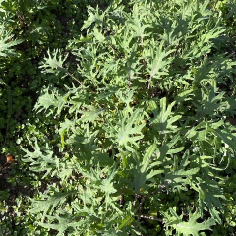 Kale October 27.