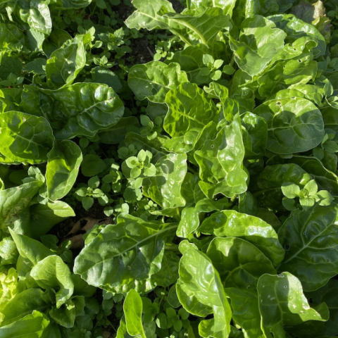 Chard October 27.