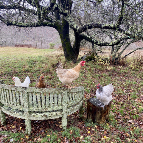 Pearl and the girls October 29.