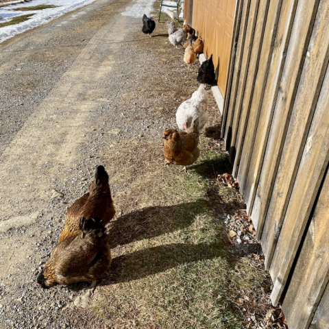 So good to be out of the coop on a sunny December 30.