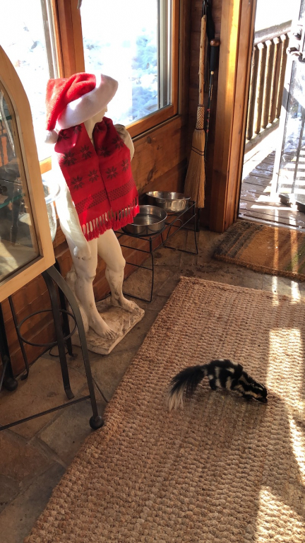 And then visits the sunporch!
