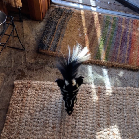 A final handstand before goodbye.