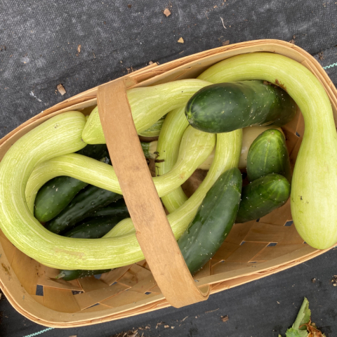 Tromboncino squash and cukes September 2.