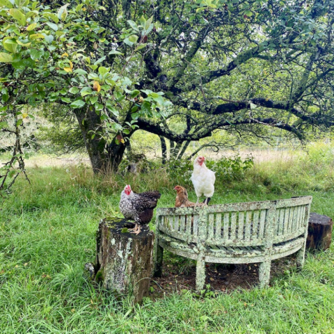 Archimedes, Shirley and Rose.