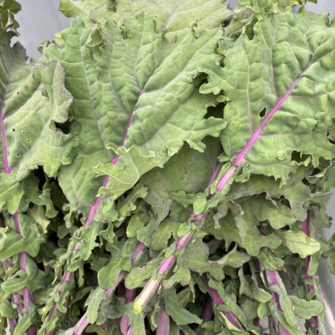 Red Russian Kale September 25.
