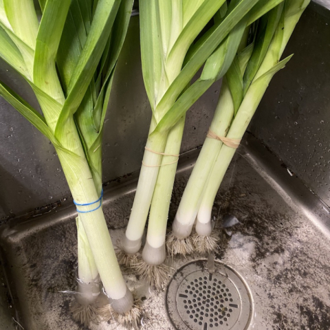 Leeks September 25.