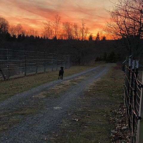 Buddy takes in the sunset.