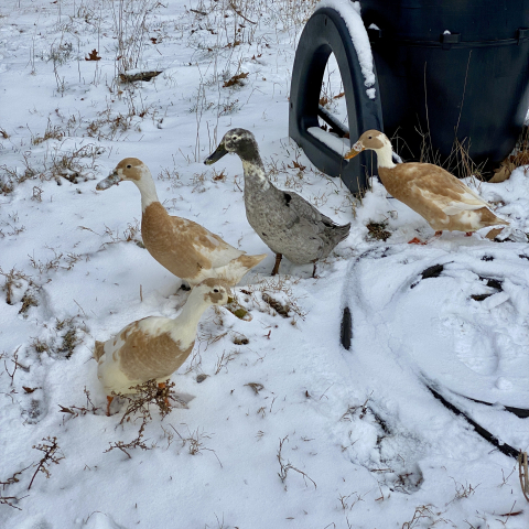 From left: Huey, Sandy, Dewey, Louie.
