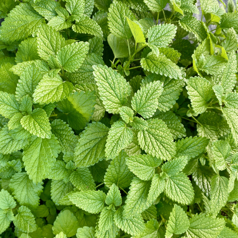Lemon balm.