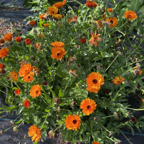 Calendula.