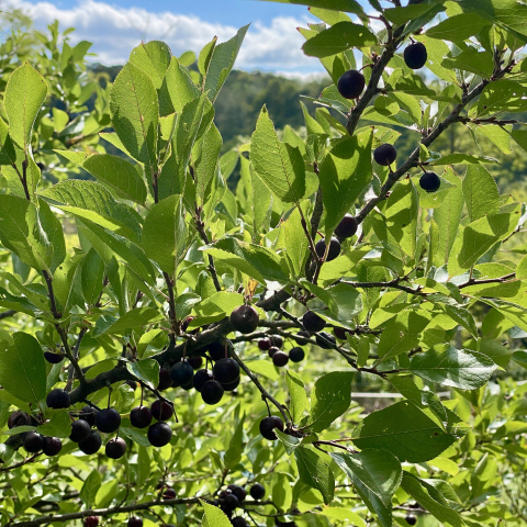 Beach plums.