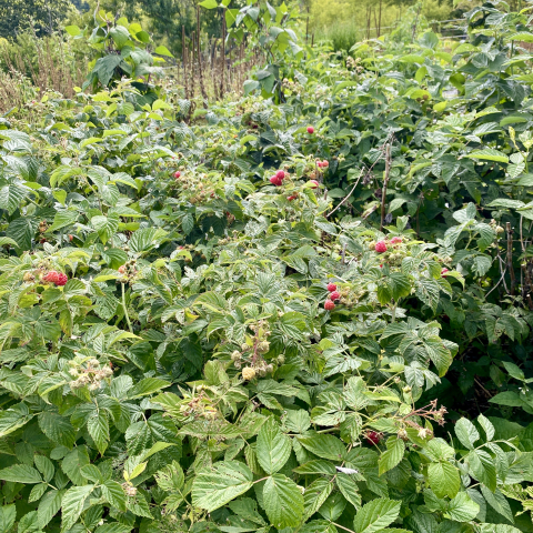 Raspberries.